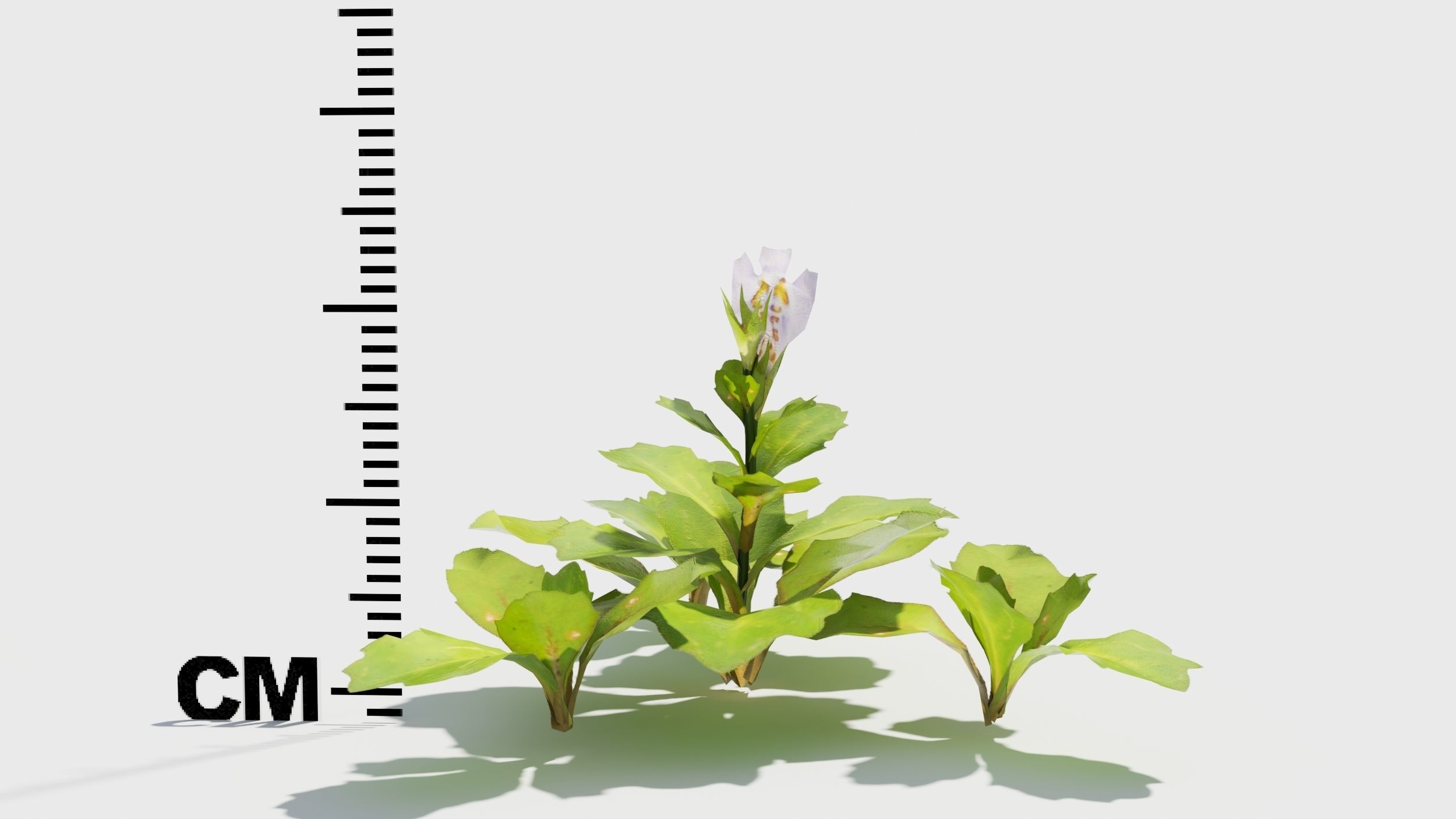 Mazus plants 3D model_6