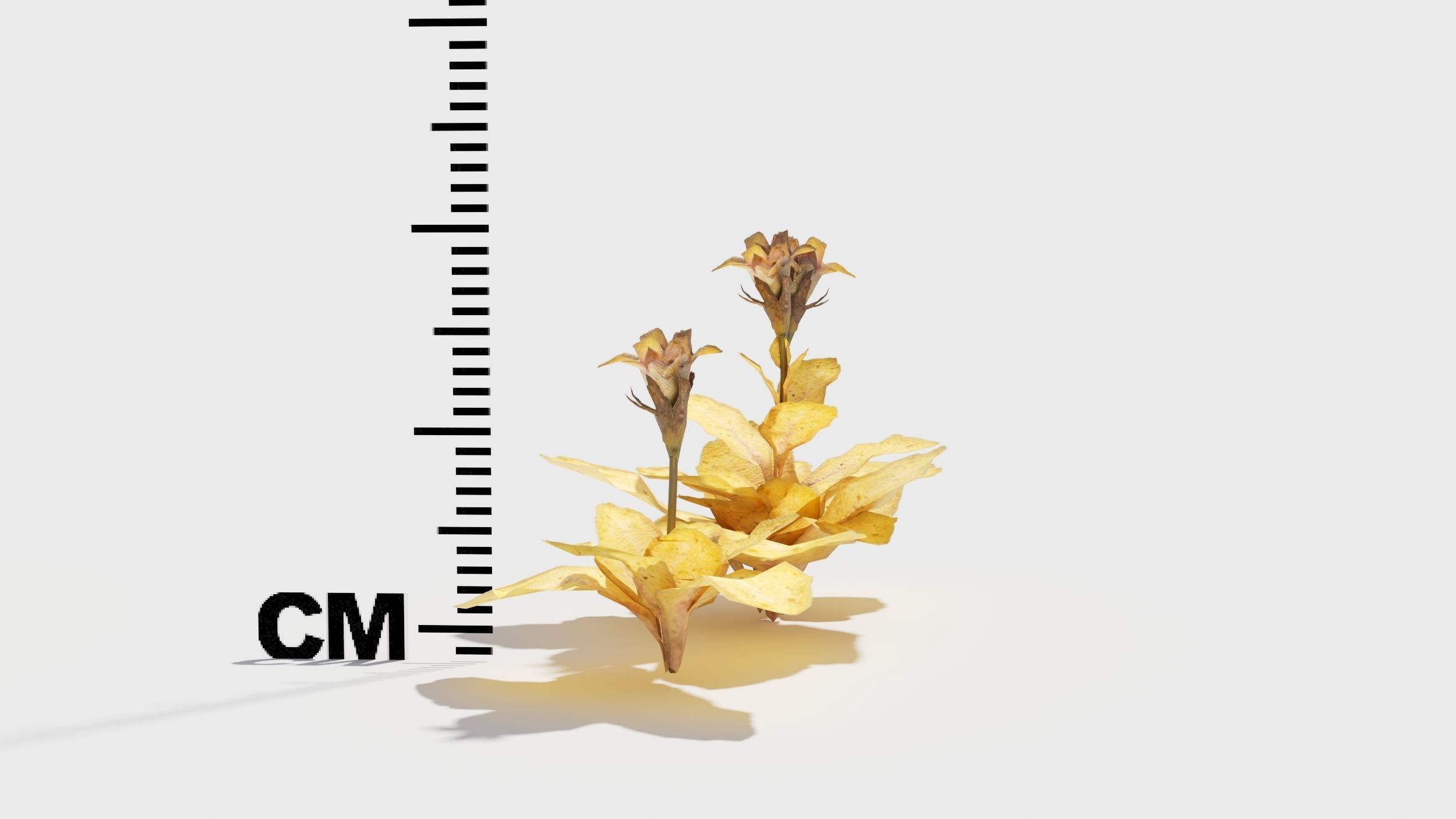 Mazus plants 3D model_9