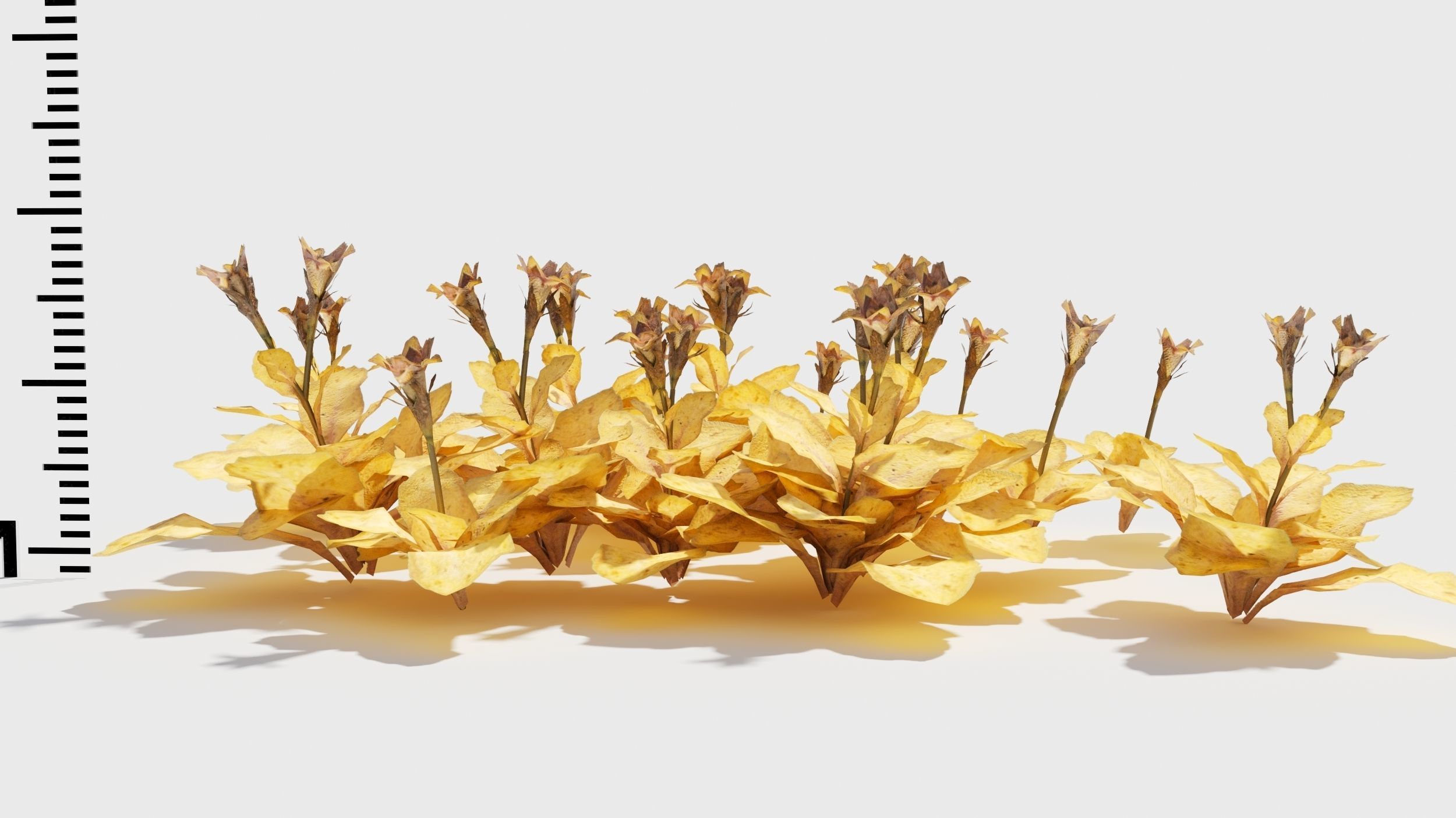 Mazus plants 3D model_10