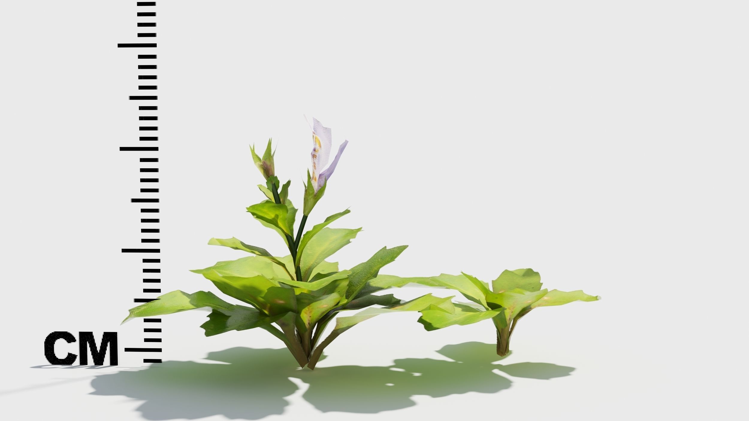 Mazus plants 3D model_7