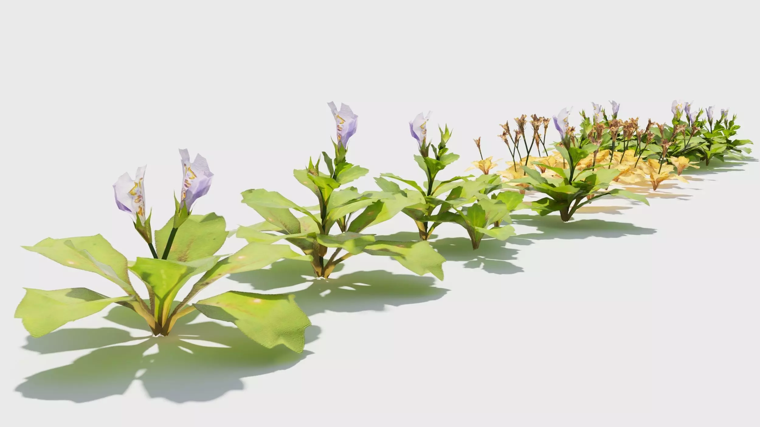 Mazus plants 3D model_0