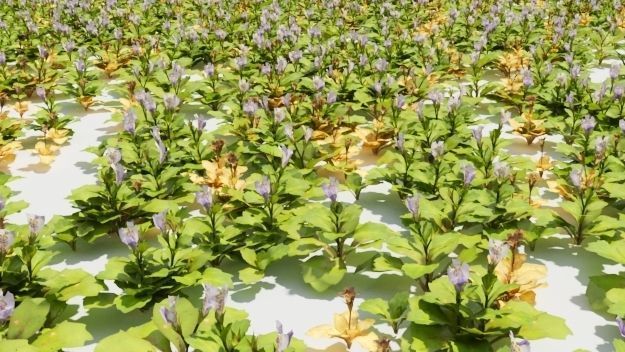 Mazus plants 3D model_1