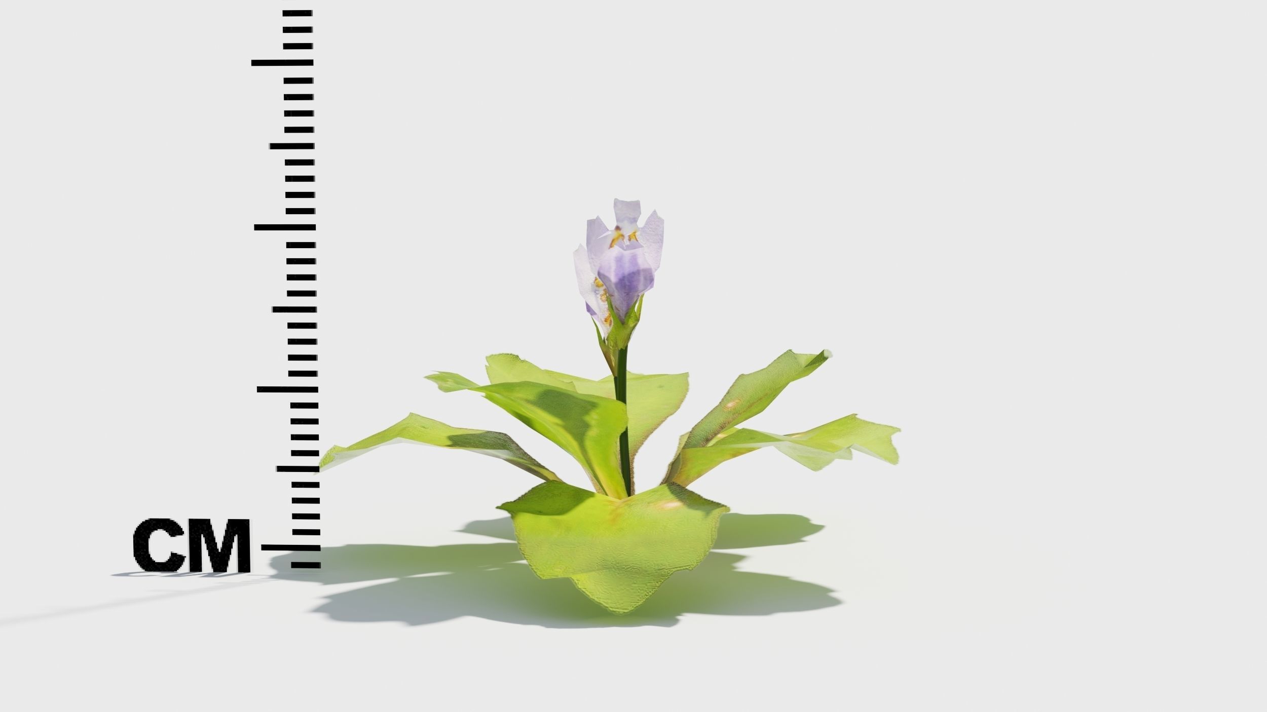 Mazus plants 3D model_4