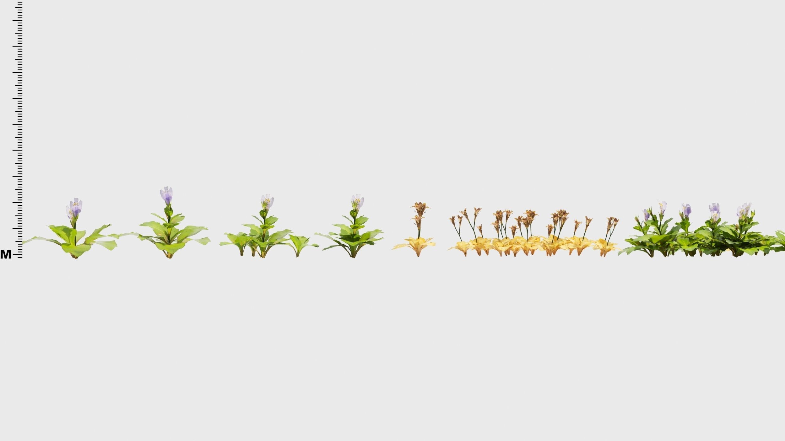 Mazus plants 3D model_2