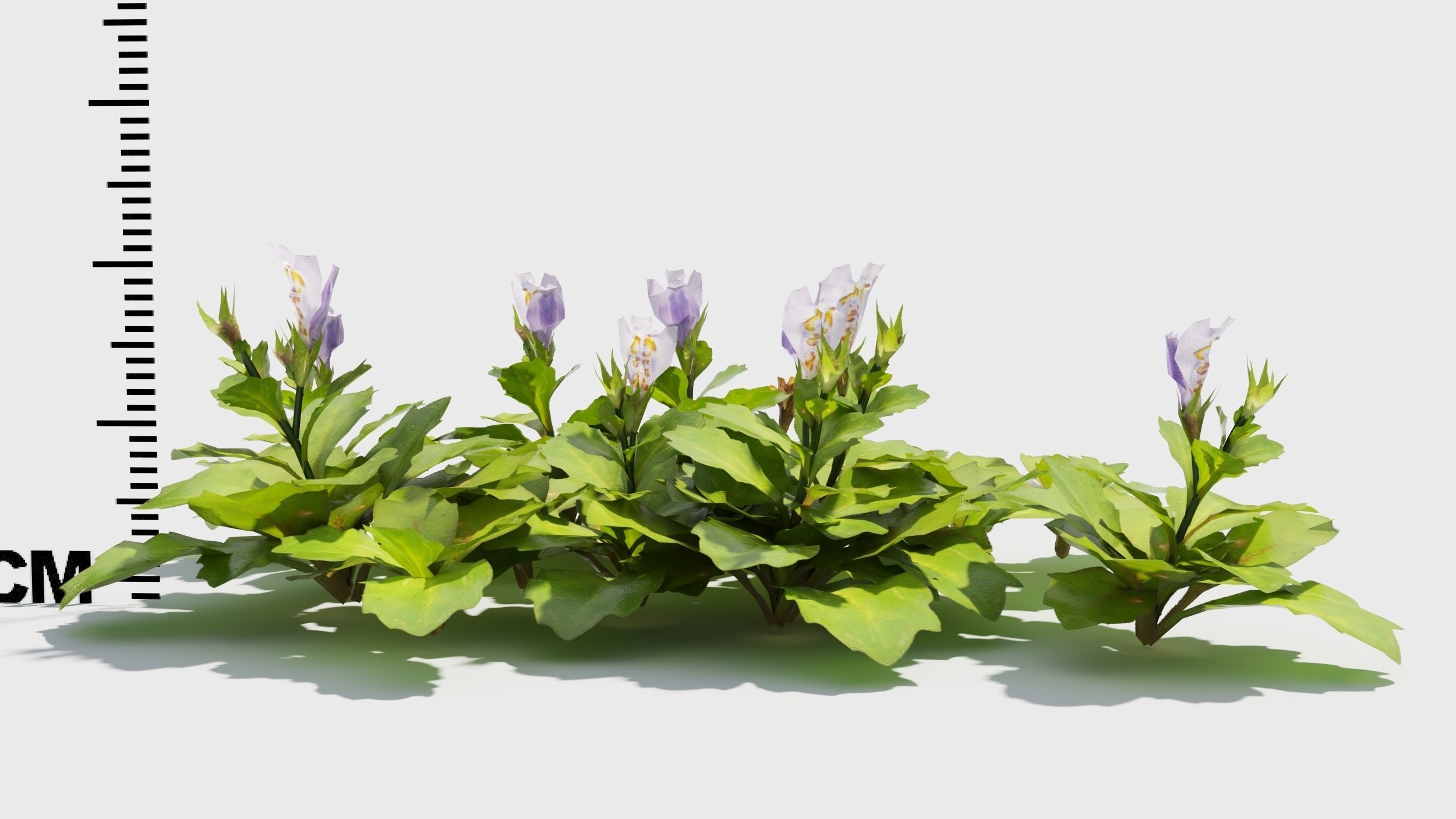Mazus plants 3D model_8