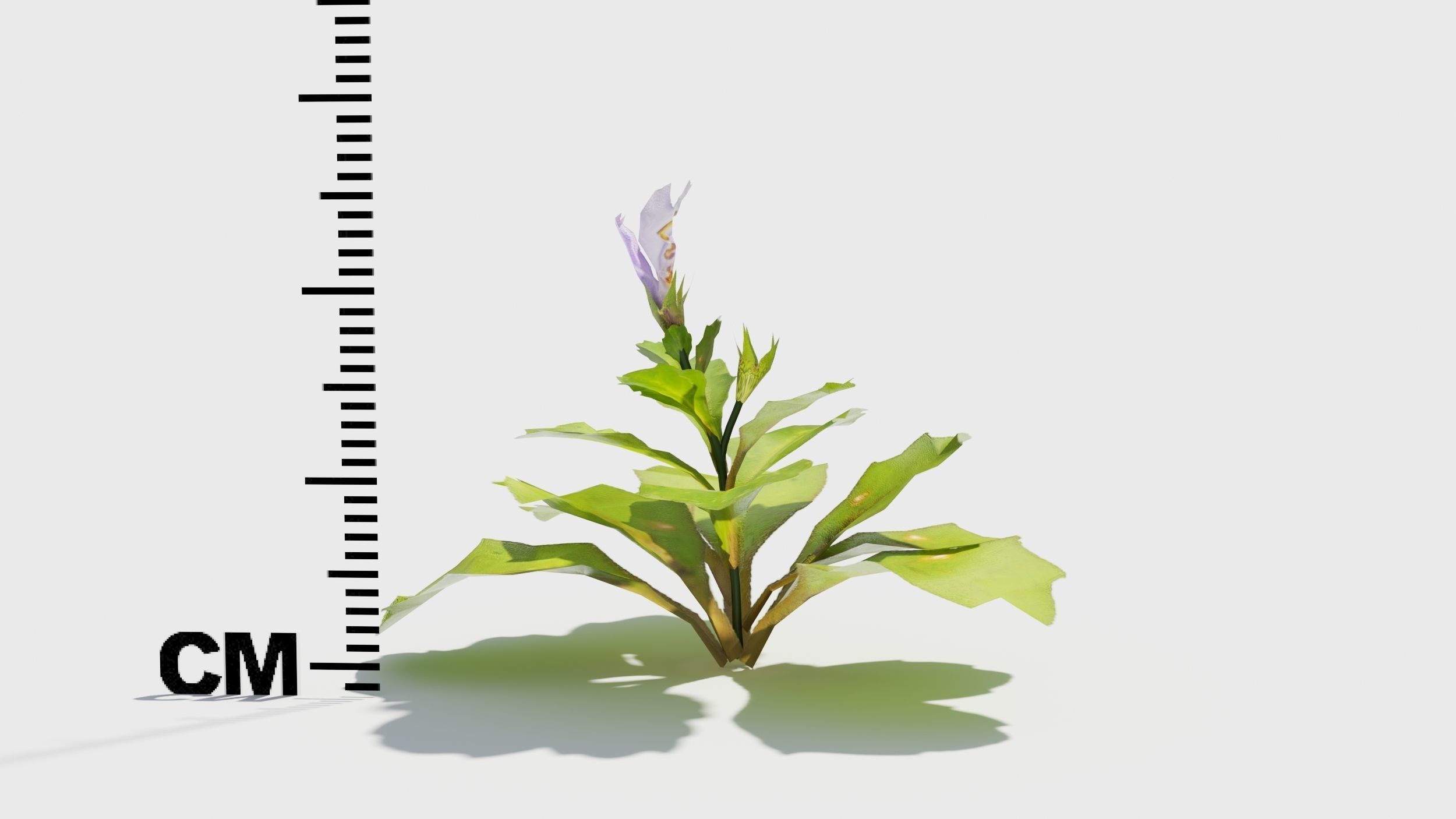 Mazus plants 3D model_5