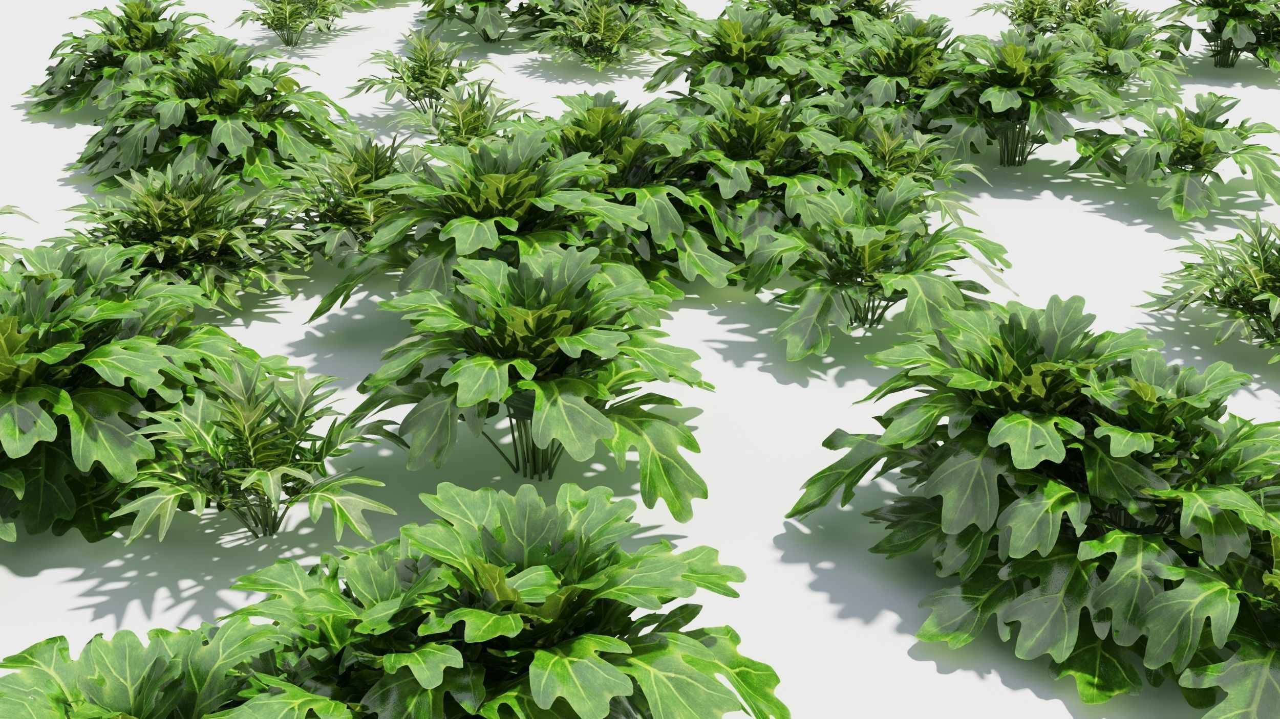 Philodendron plant in pot 3D model_3