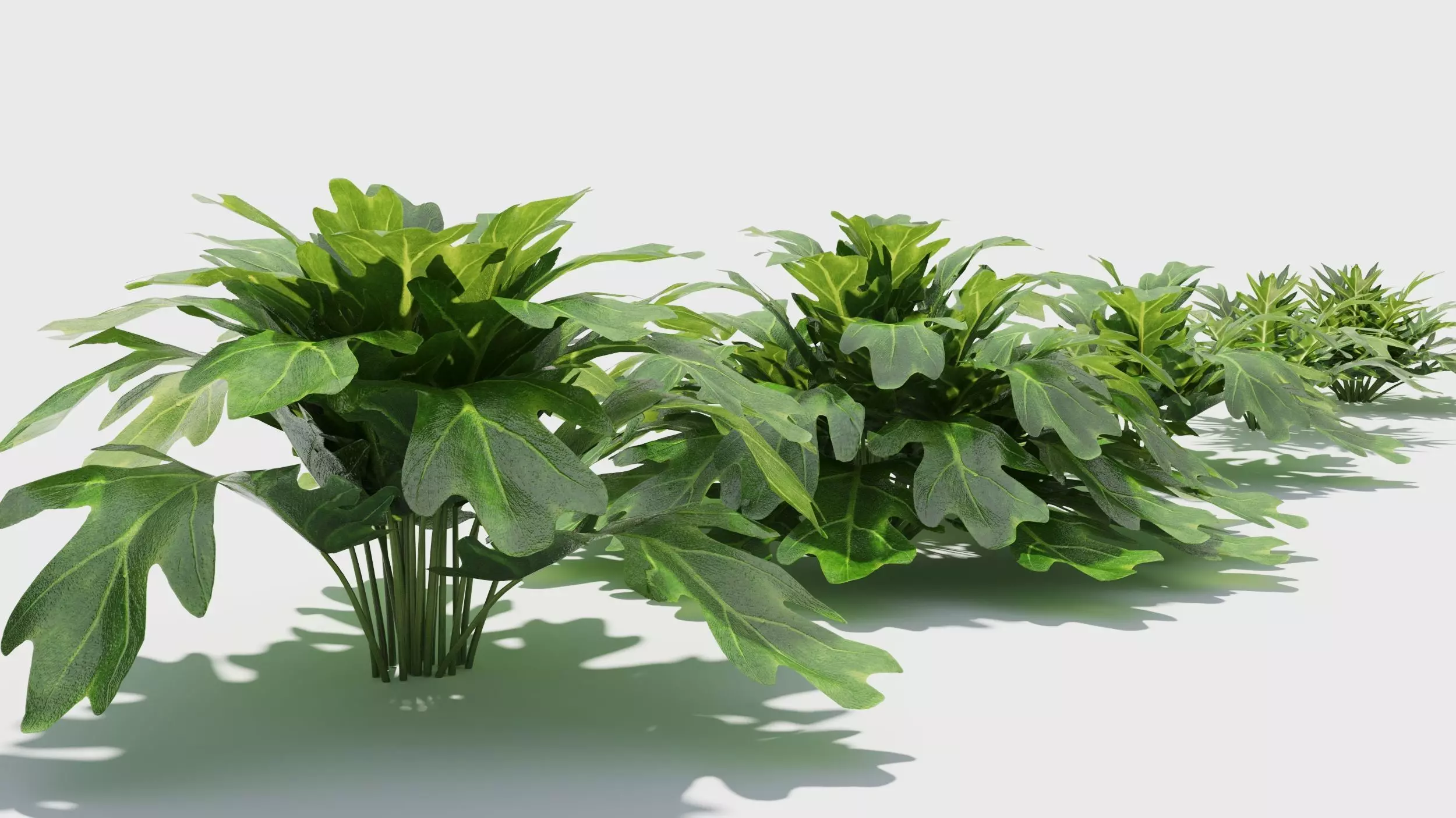 Philodendron plant in pot 3D model_0