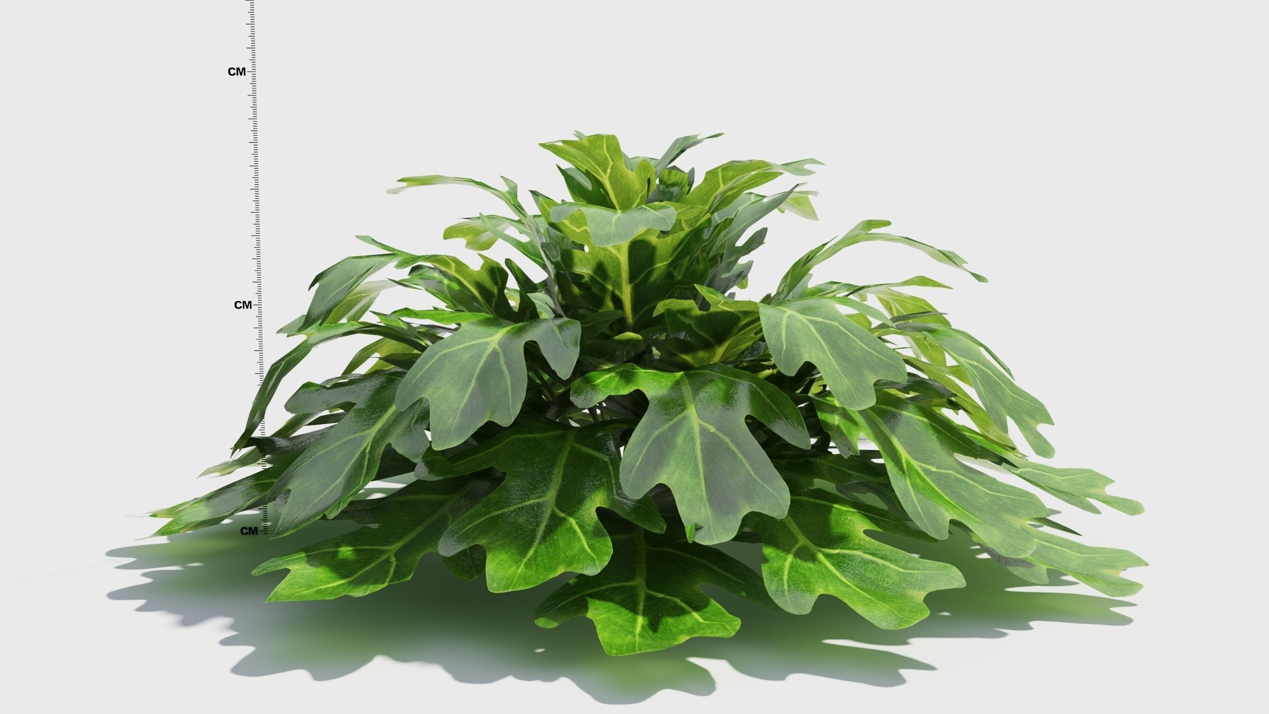 Philodendron plant in pot 3D model_5