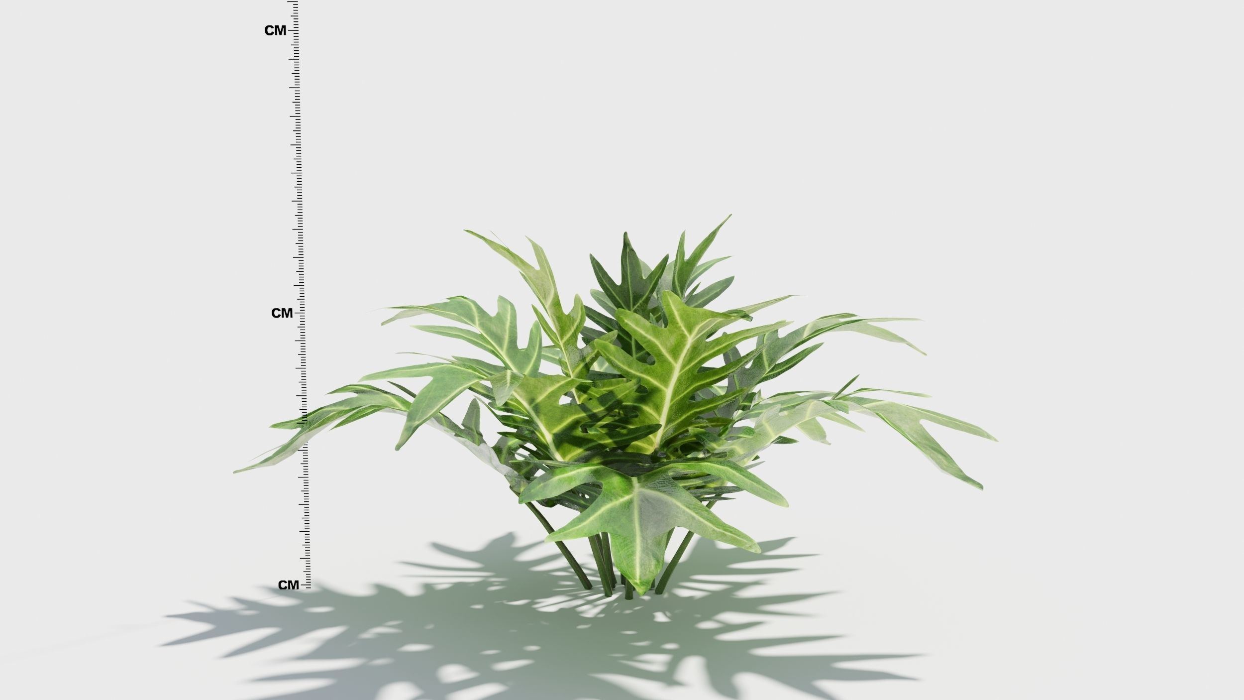 Philodendron plant in pot 3D model_7