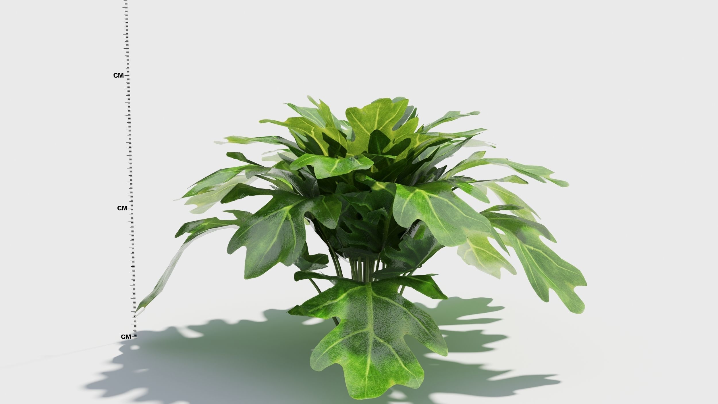 Philodendron plant in pot 3D model_4