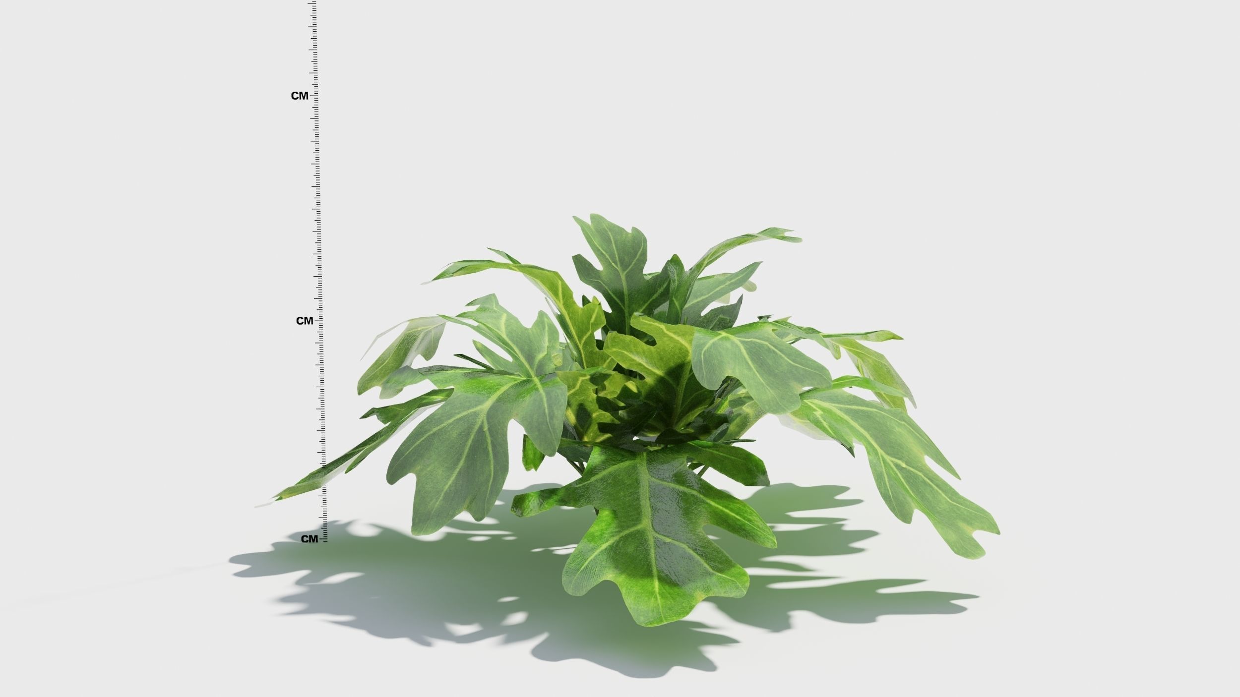 Philodendron plant in pot 3D model_6