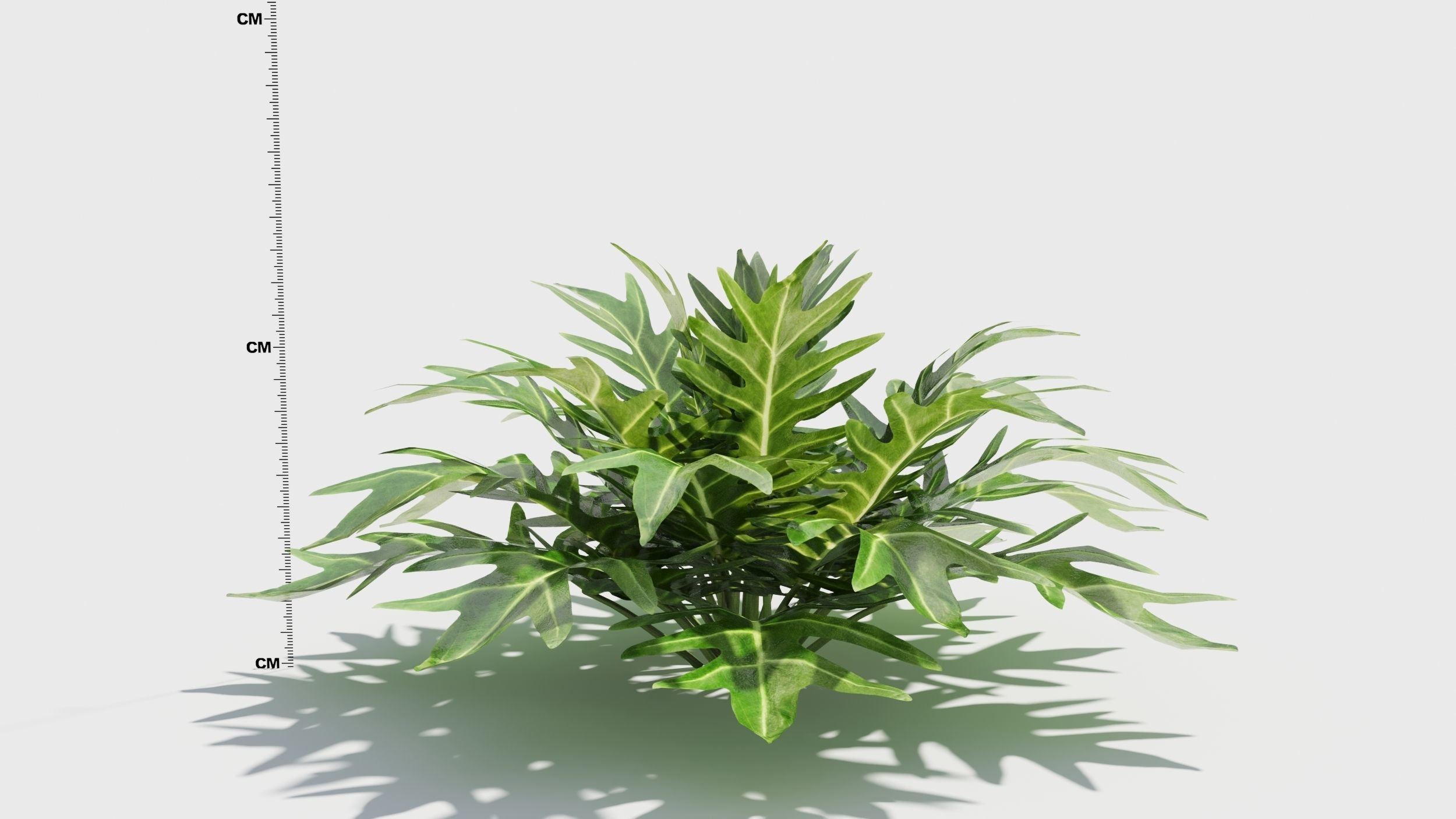 Philodendron plant in pot 3D model_9