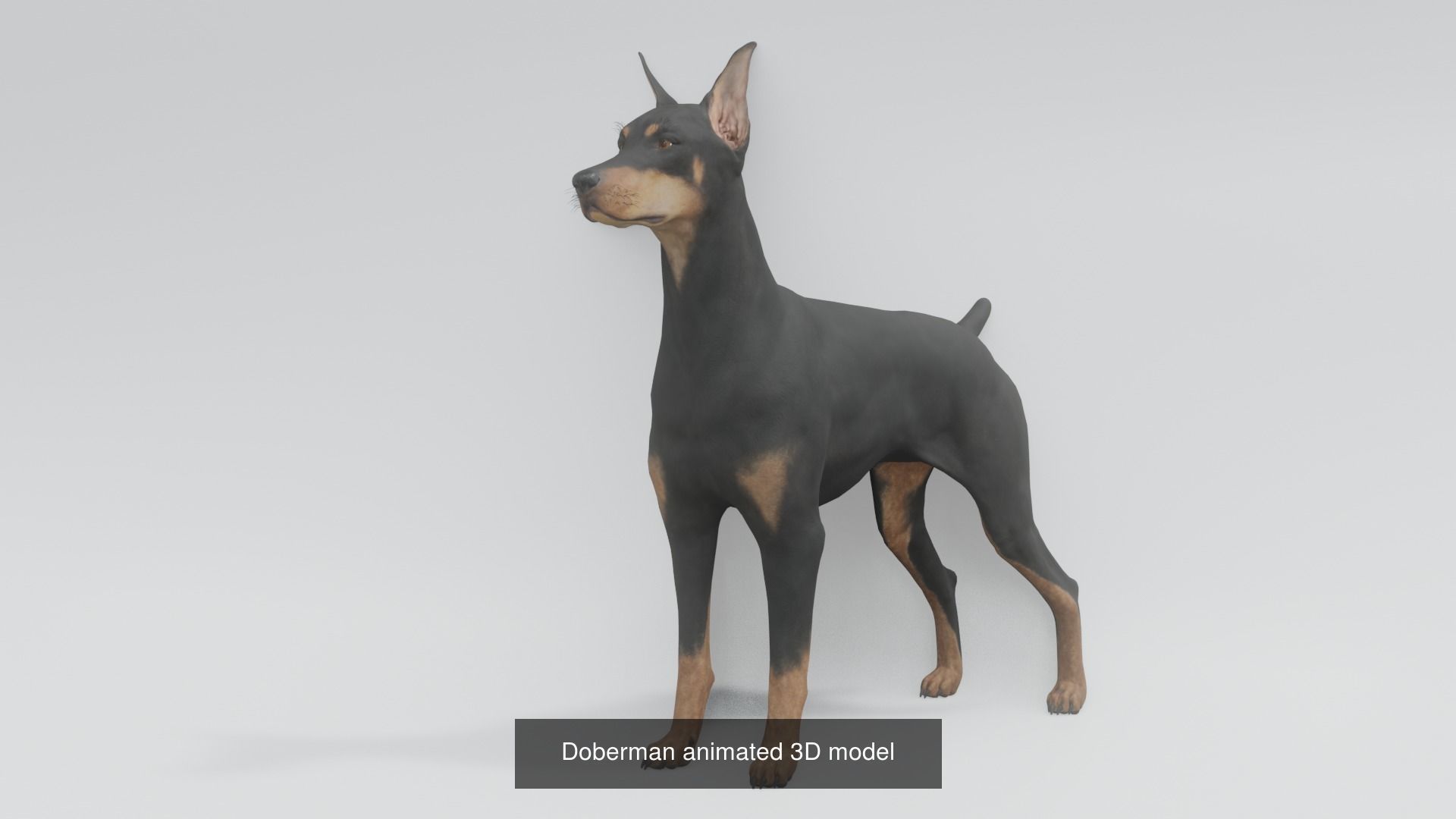 11 animal Pack 3D Model Collection_6