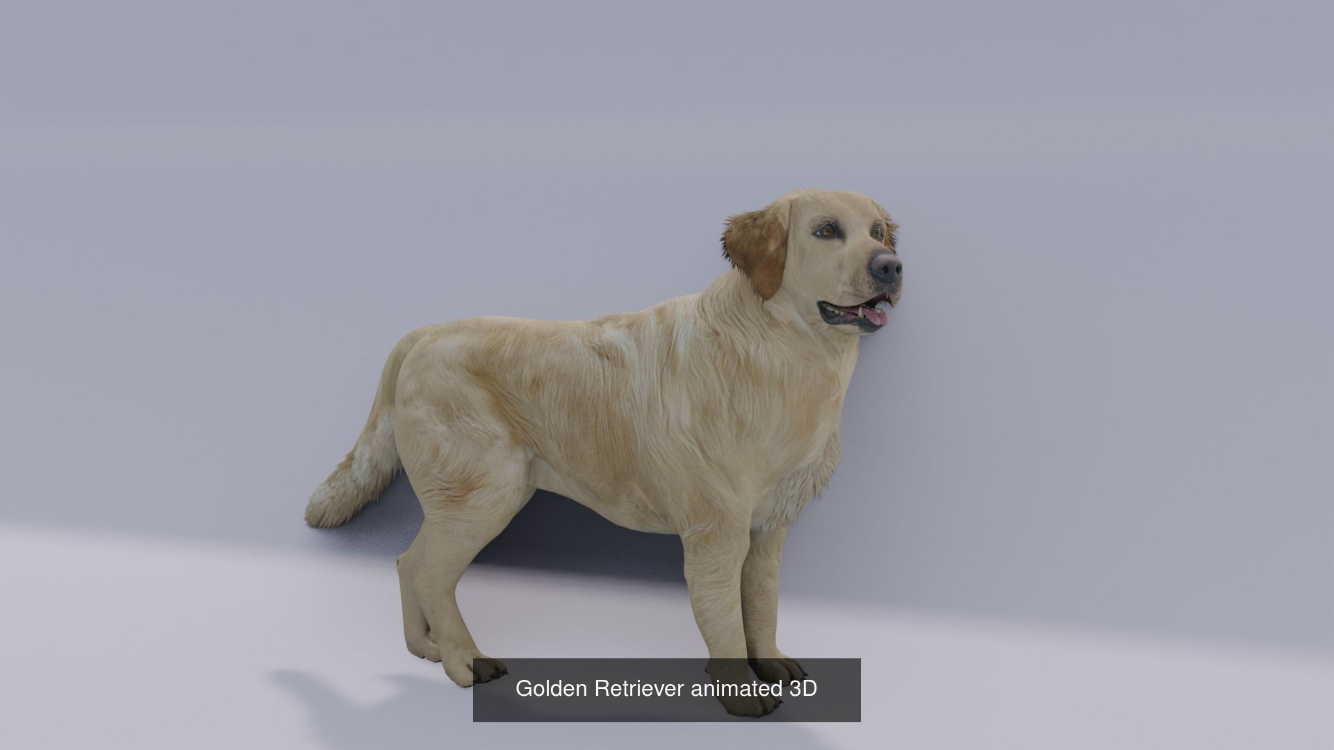 11 animal Pack 3D Model Collection_11