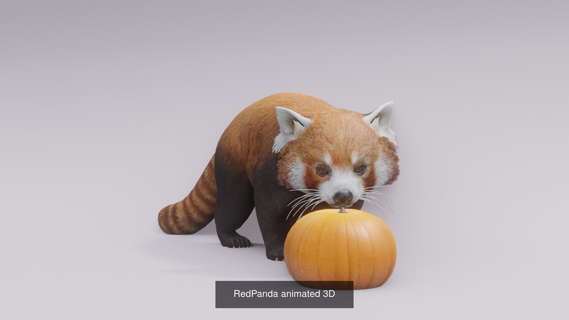 11 animal Pack 3D Model Collection_10