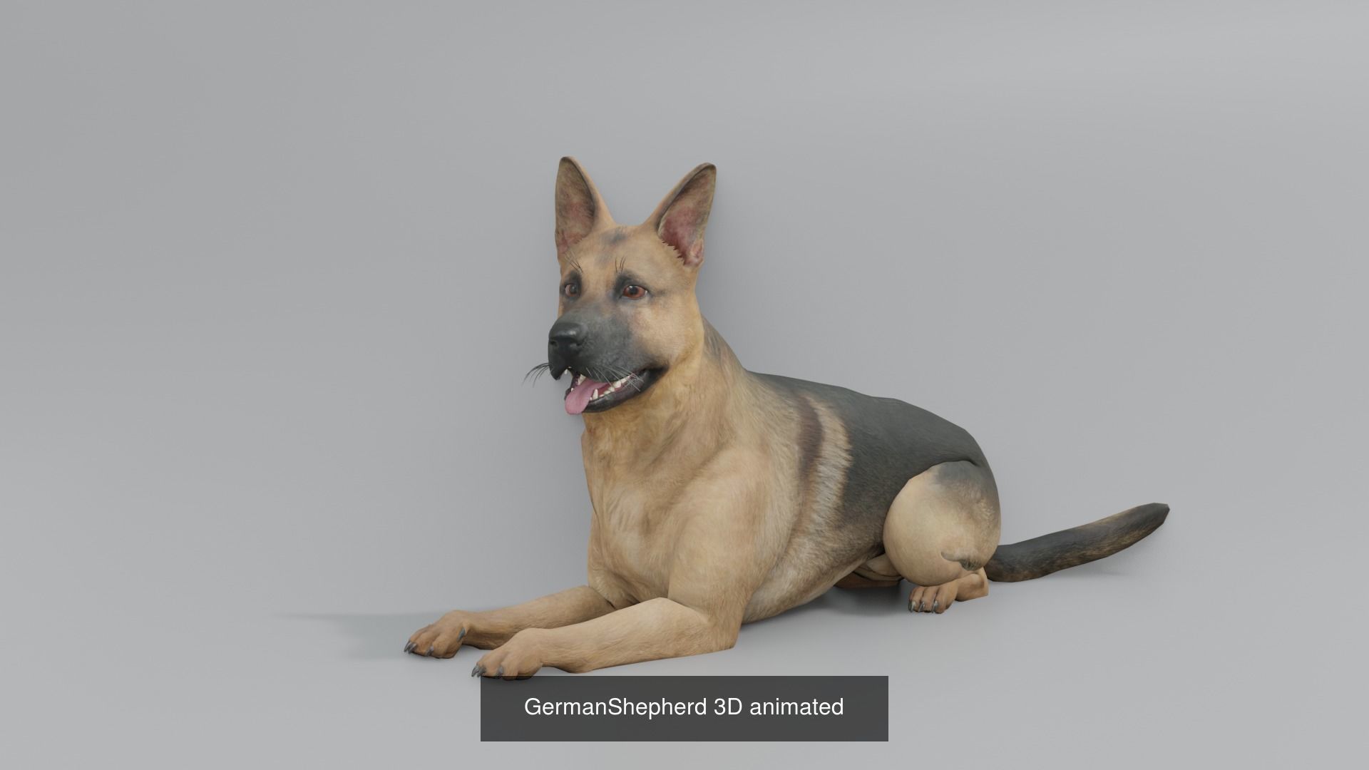 11 animal Pack 3D Model Collection_7