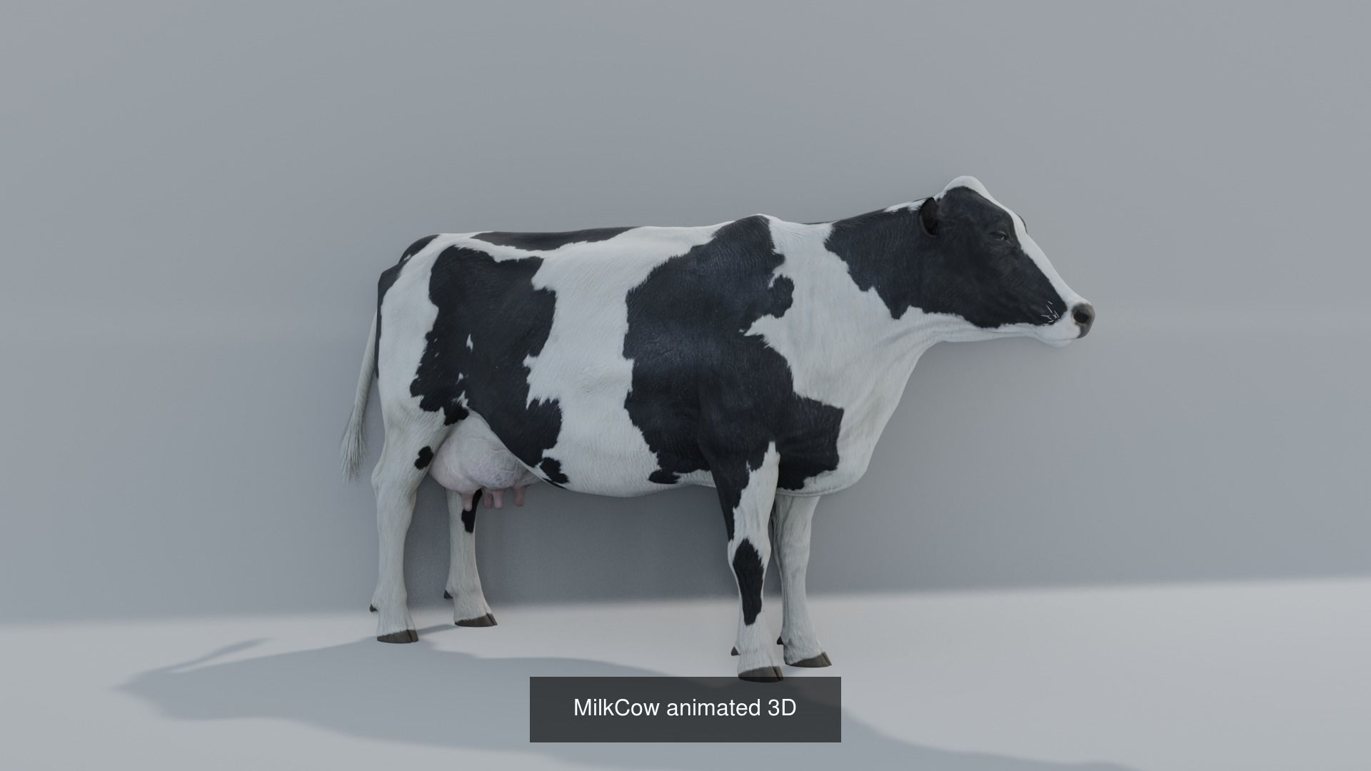 11 animal Pack 3D Model Collection_9