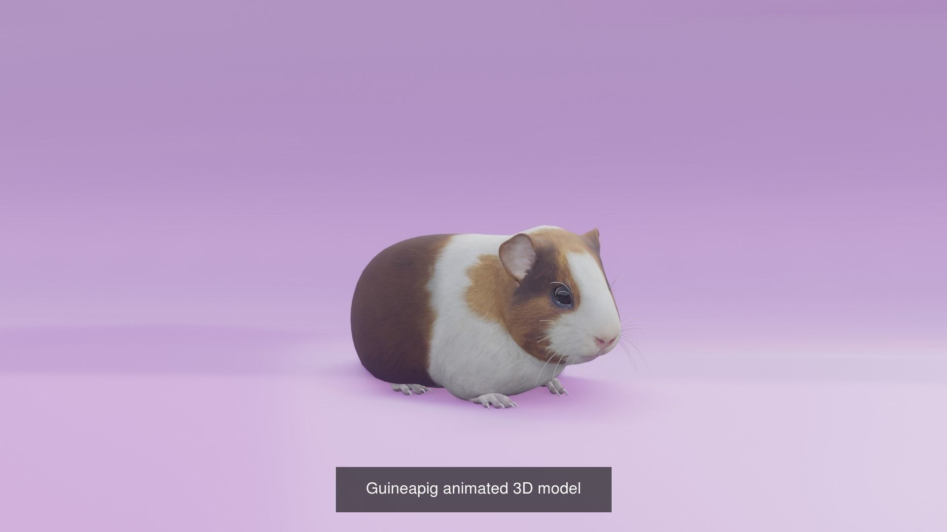 11 animal Pack 3D Model Collection_4