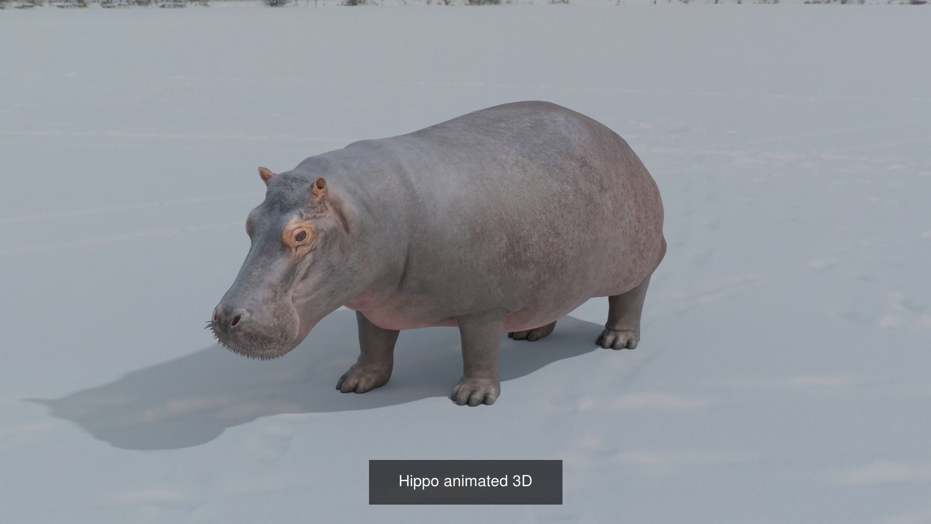 11 animal Pack 3D Model Collection_3