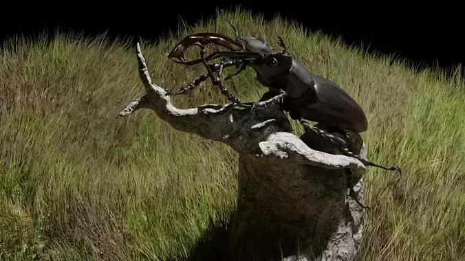 Stag beetle and ground