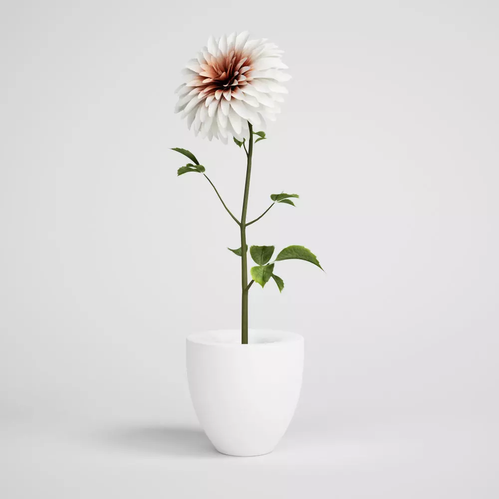 CGAxis flower 3D model_0