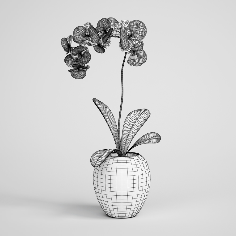 CGAxis flower 3D model_1