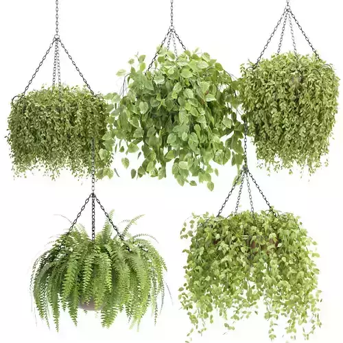 Hanging plants collection vol 142 3D model