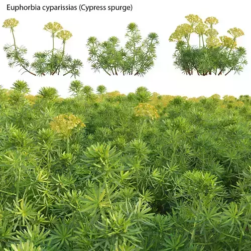 Euphorbia cyparissias - Cypress spurge