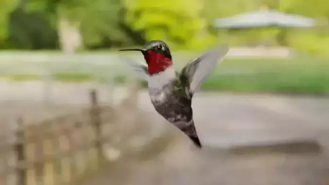 Hummingbird  Free low-poly 3D model