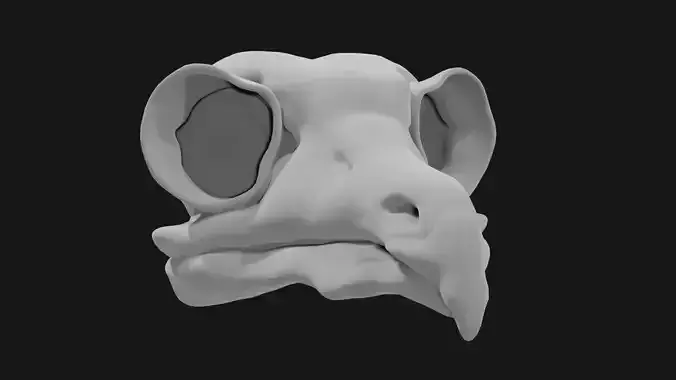 Owl skull