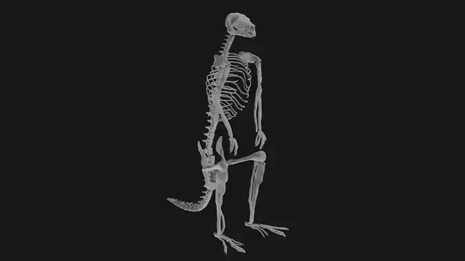 Kangaroo skeleton 3D model