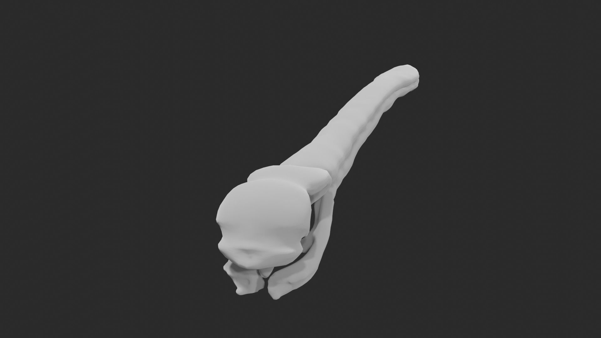 Pelican skull 3D model_6