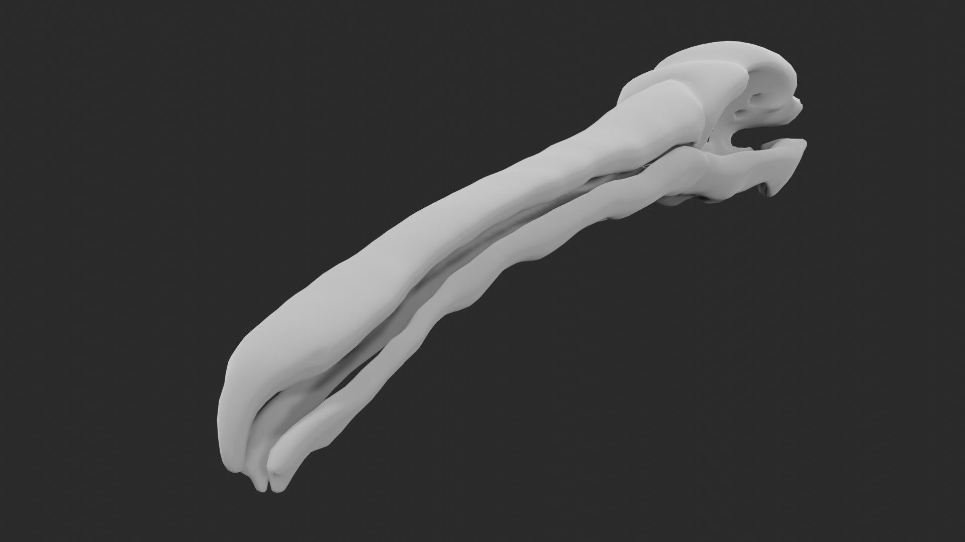 Pelican skull 3D model_2