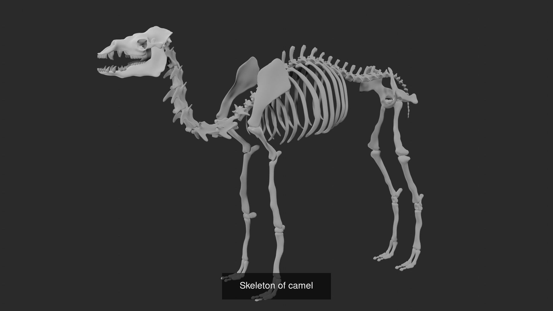 Skeletons and skulls of bird and animals 3D Model Collection_3
