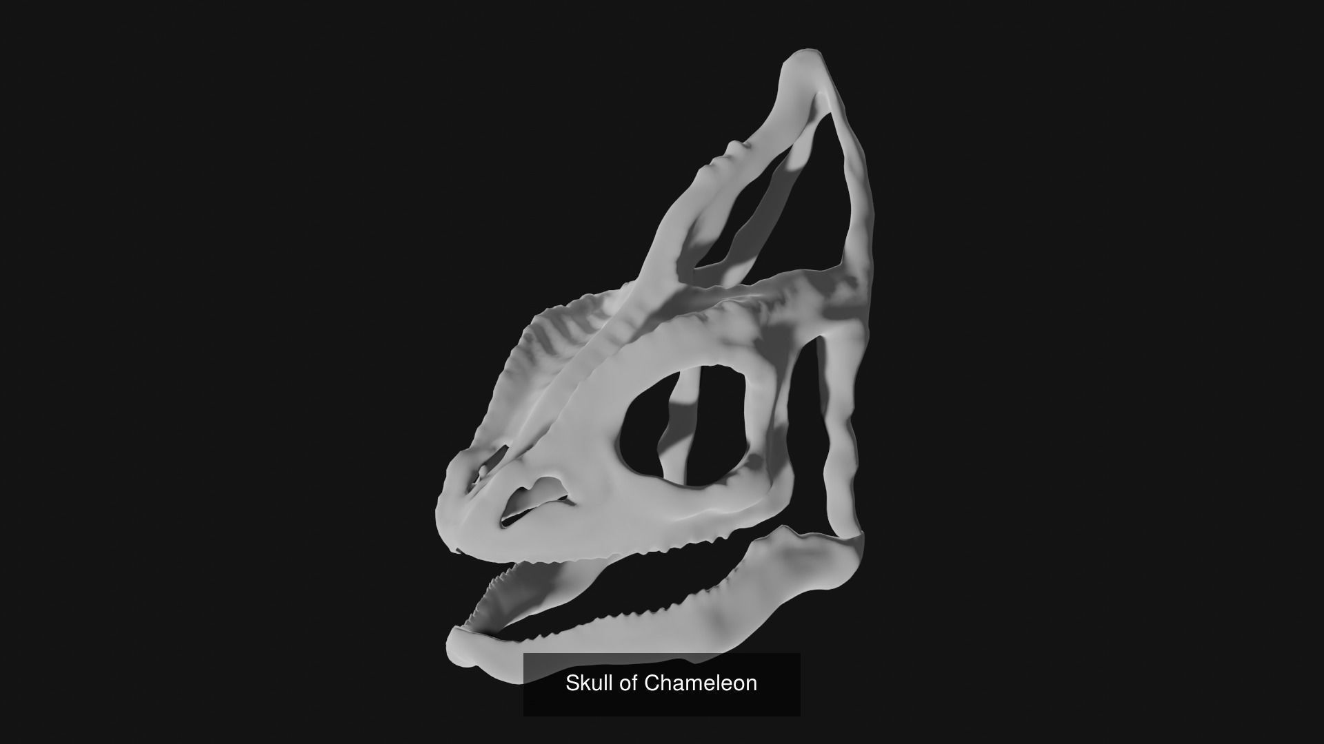 Skeletons and skulls of bird and animals 3D Model Collection_5