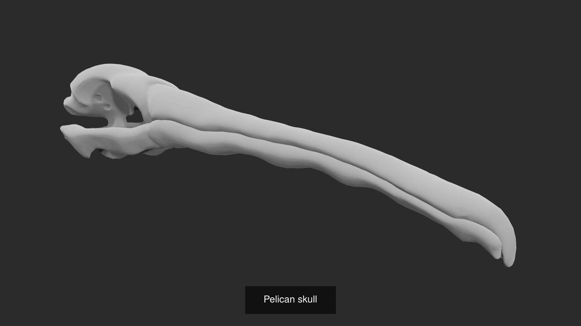 Skeletons and skulls of bird and animals 3D Model Collection_10