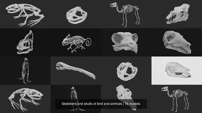 Skeletons and skulls of bird and animals 3D Model Collection