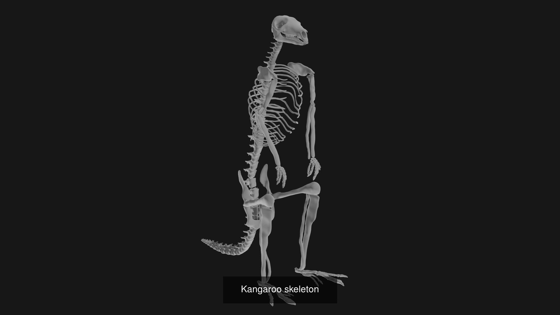 Skeletons and skulls of bird and animals 3D Model Collection_9