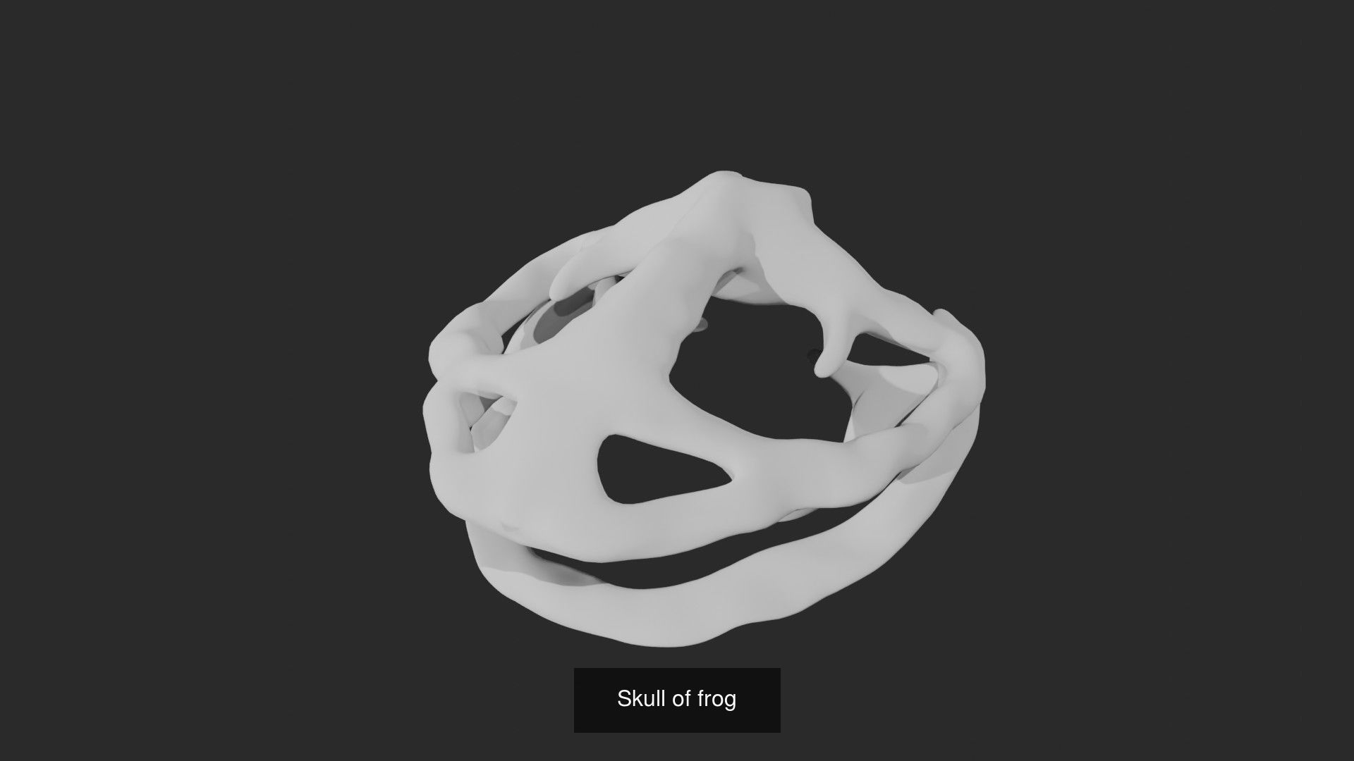 Skeletons and skulls of bird and animals 3D Model Collection_2