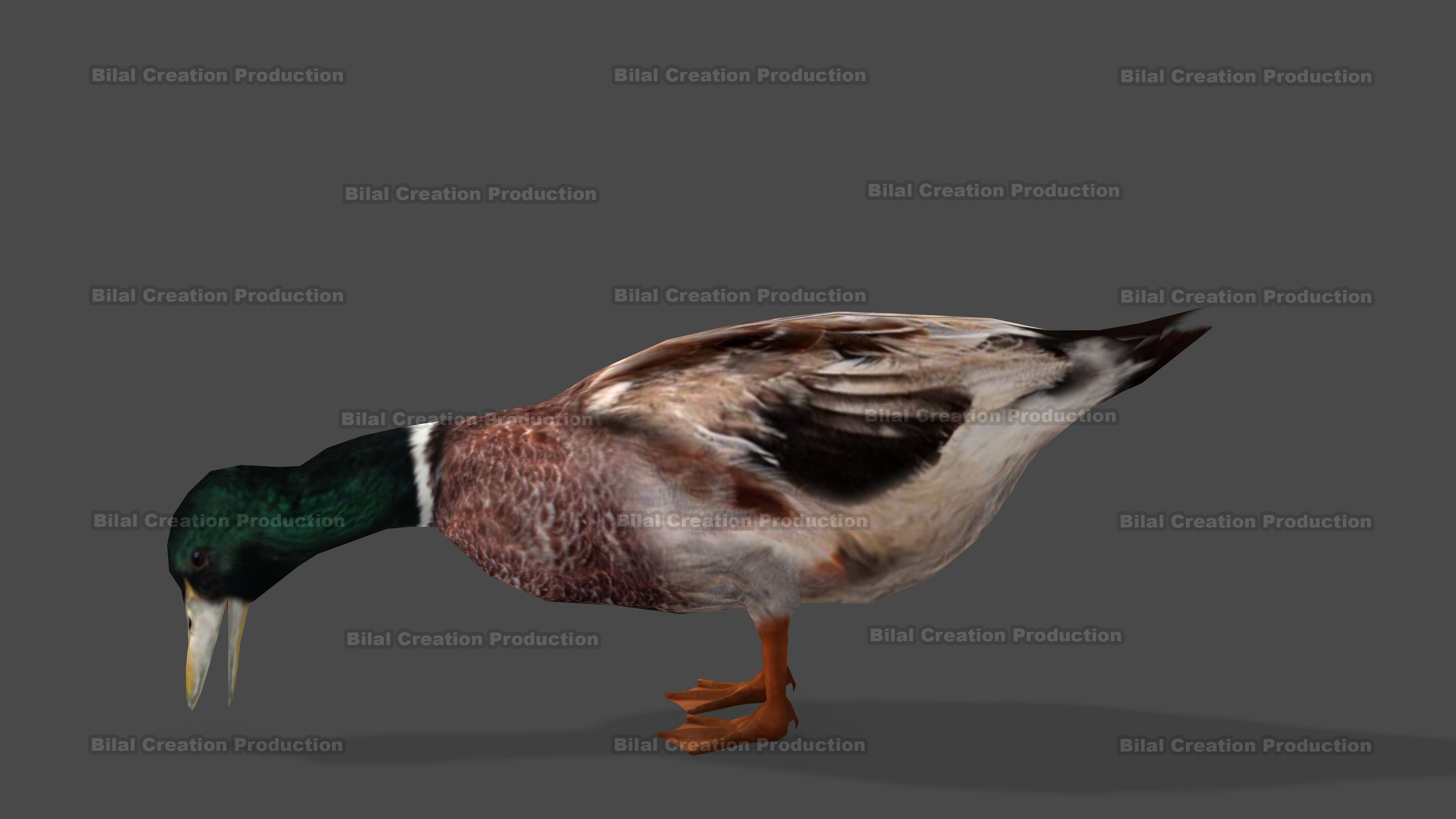 DUCK MALE ANIMATED Low-poly 3D model_5
