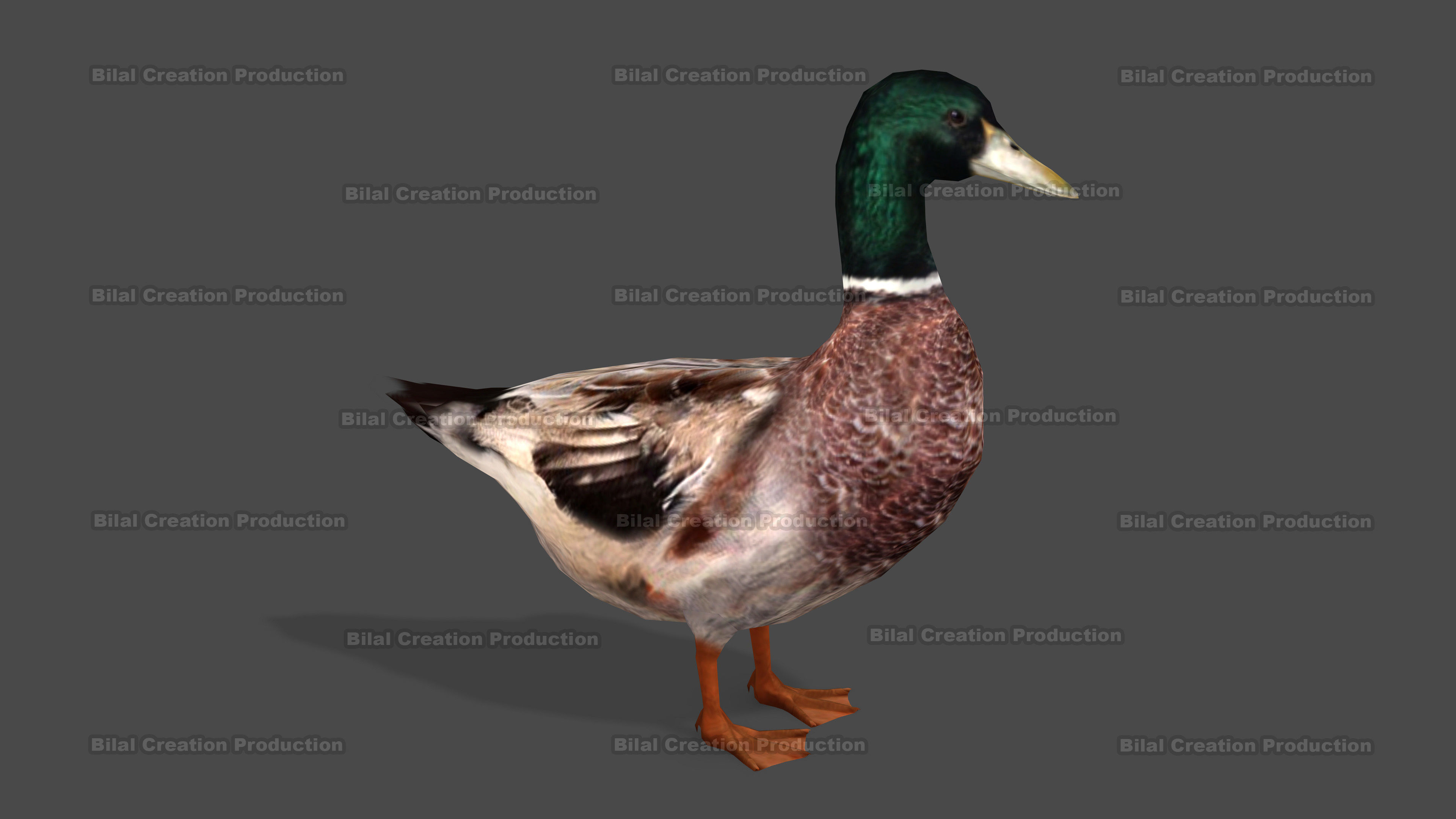 DUCK MALE ANIMATED Low-poly 3D model_8