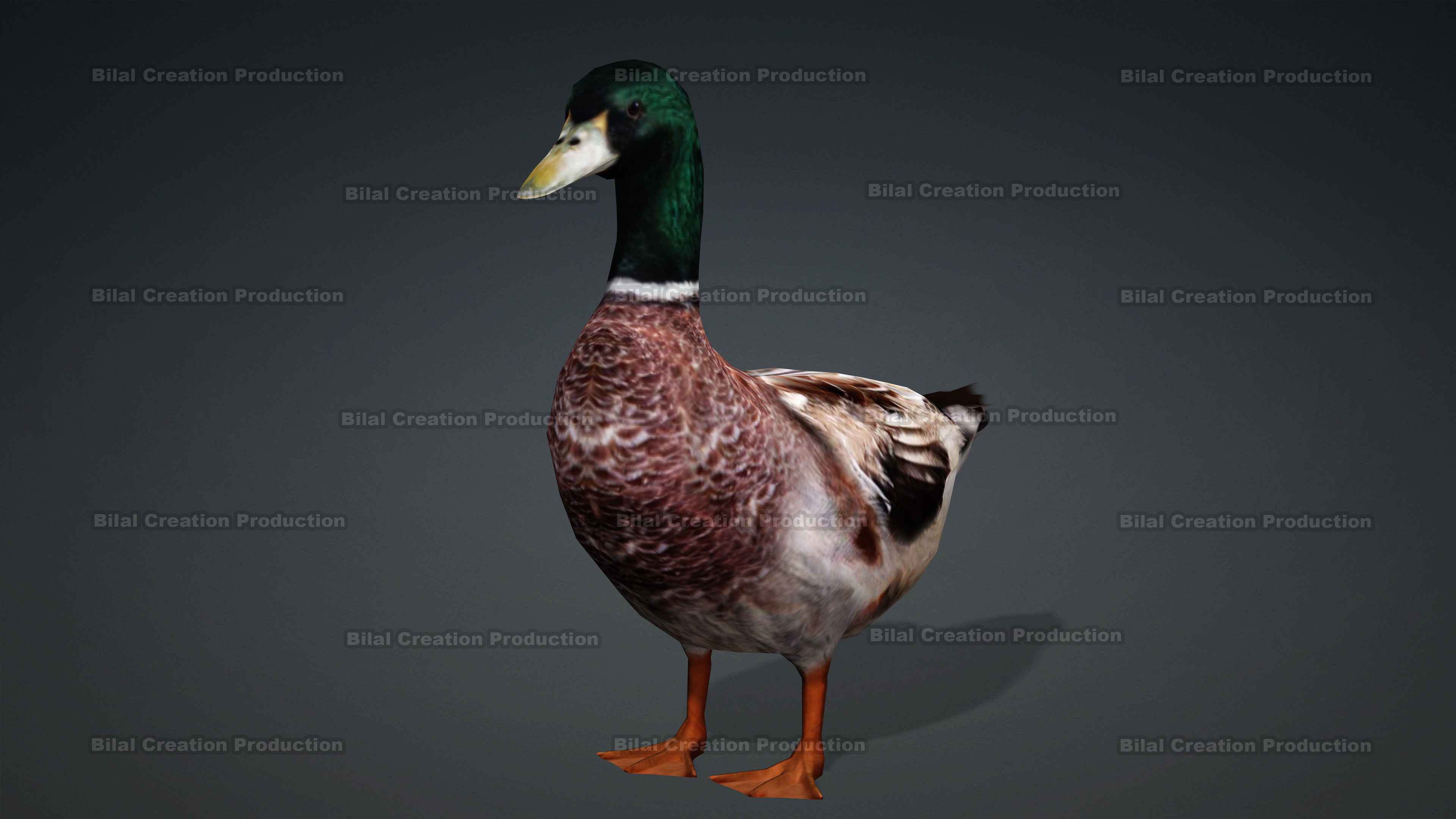 DUCK MALE ANIMATED Low-poly 3D model_2