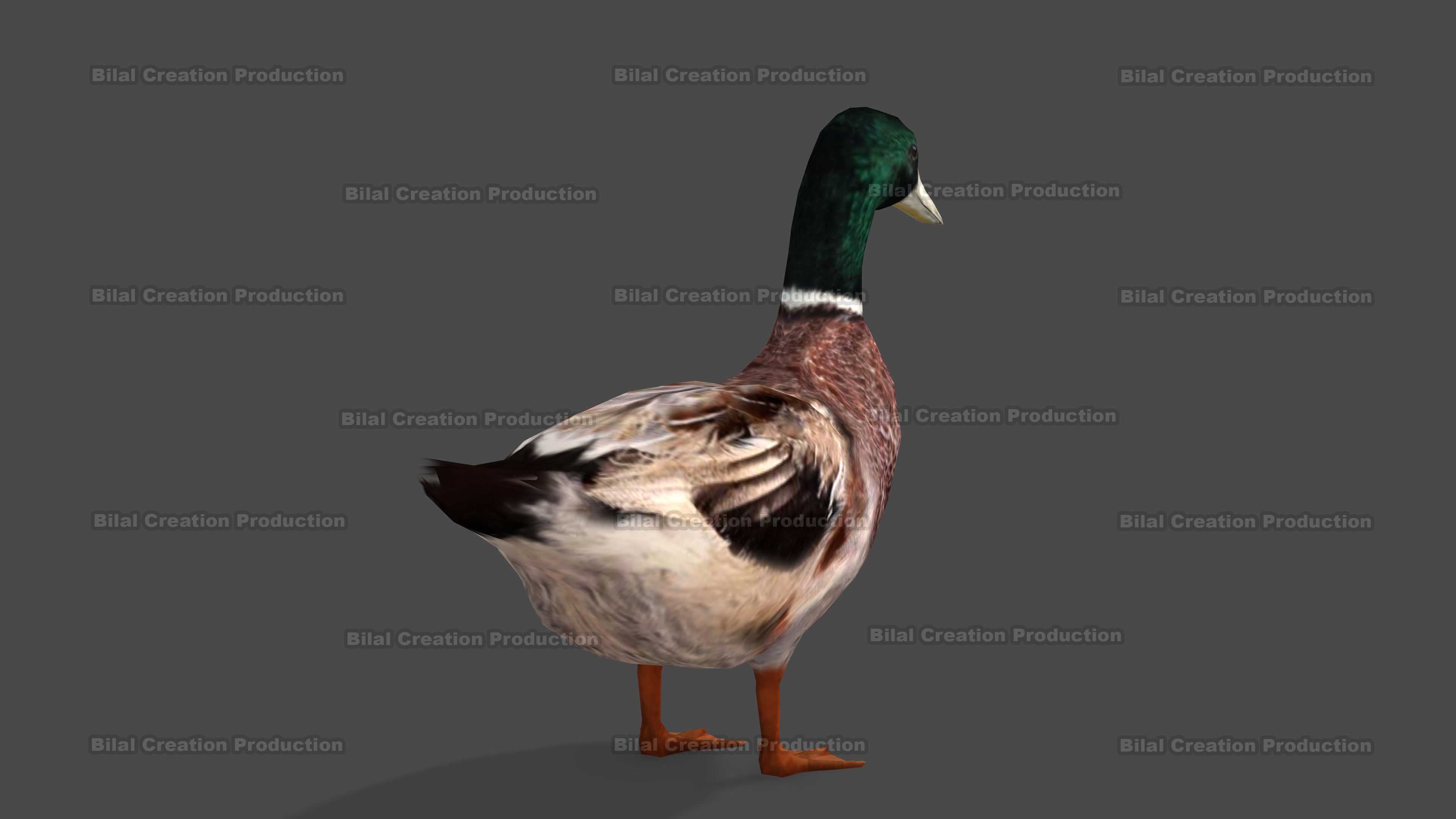 DUCK MALE ANIMATED Low-poly 3D model_3