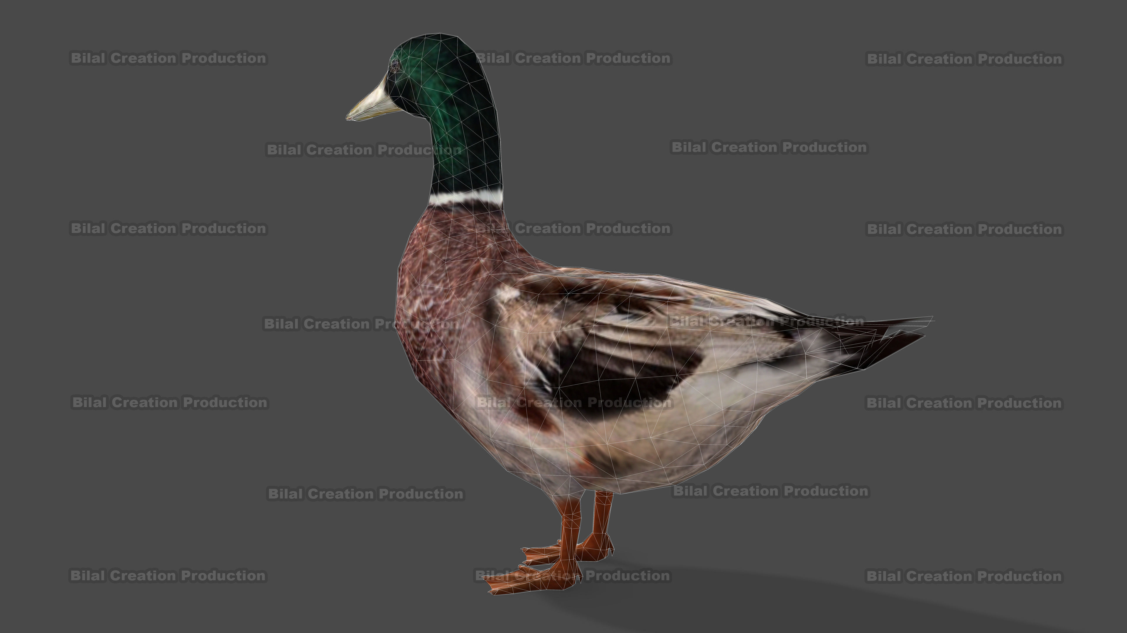 DUCK MALE ANIMATED Low-poly 3D model_16