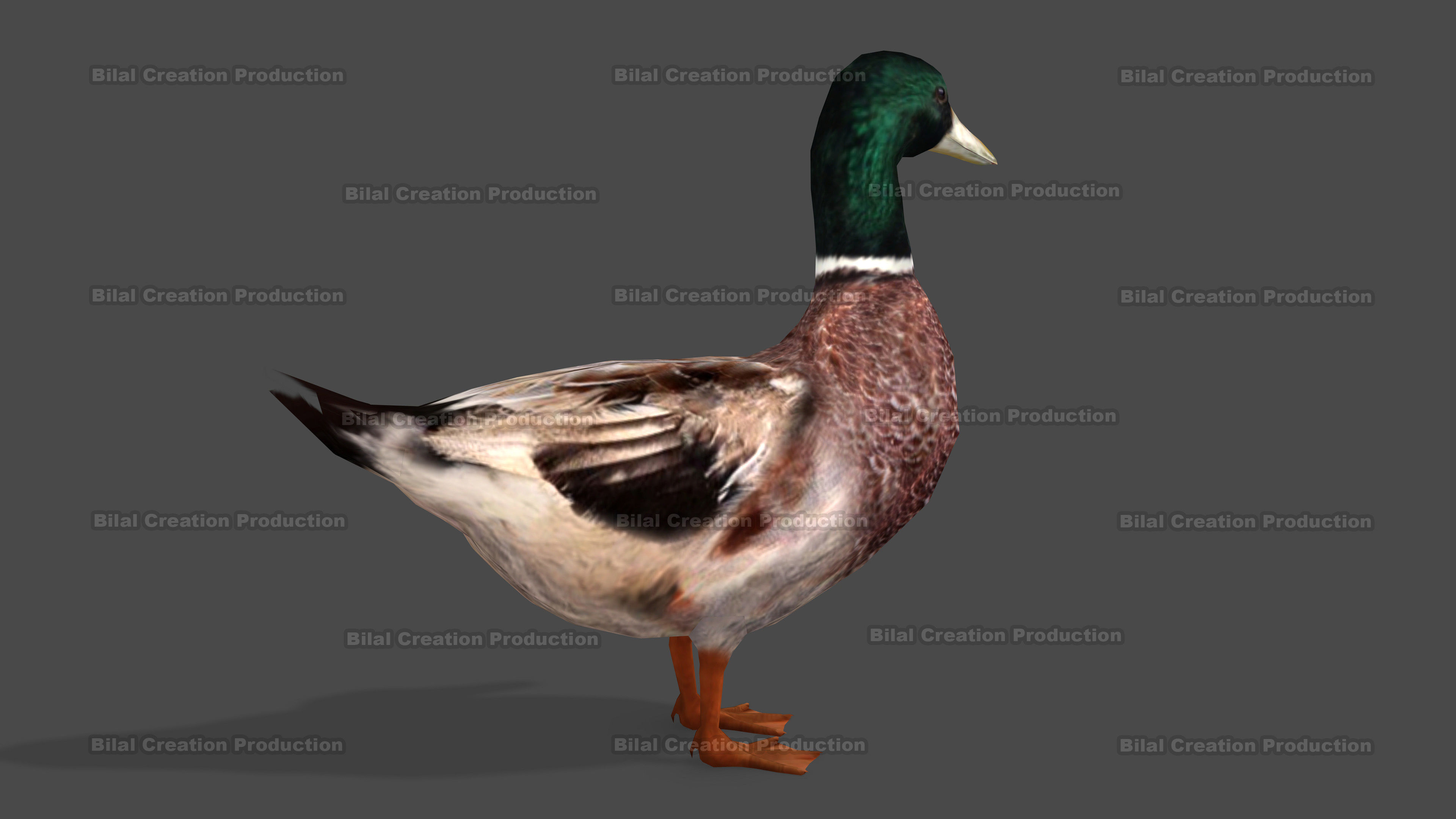DUCK MALE ANIMATED Low-poly 3D model_14