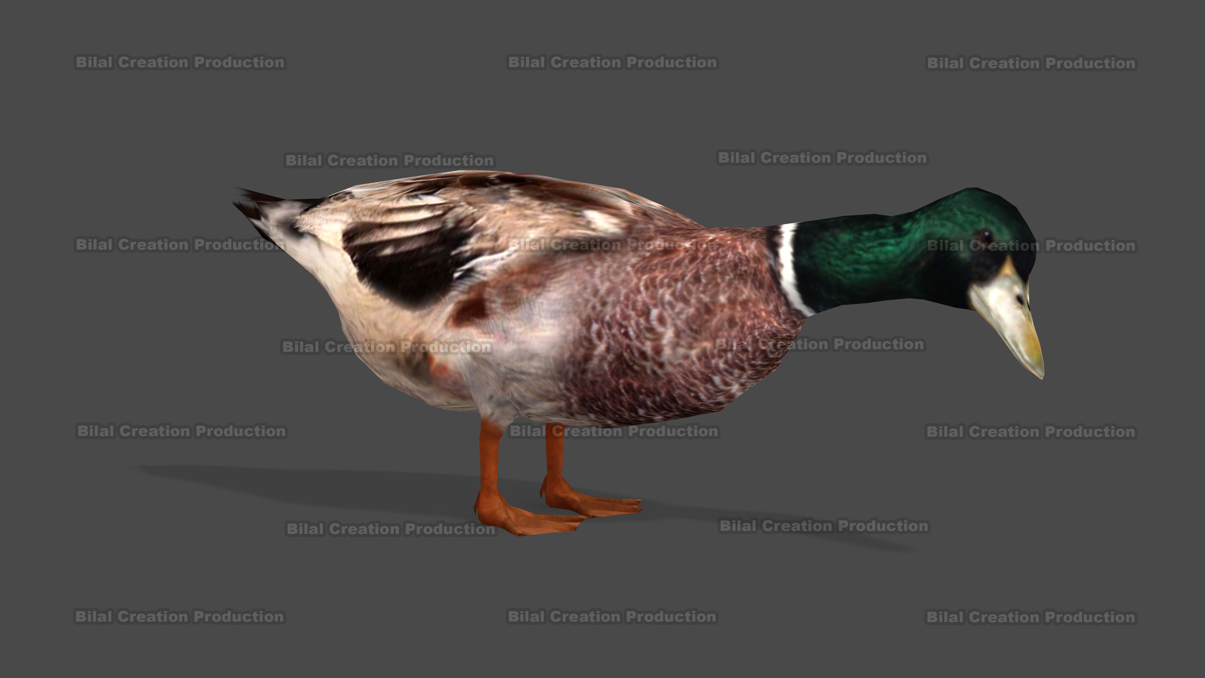 DUCK MALE ANIMATED Low-poly 3D model_12