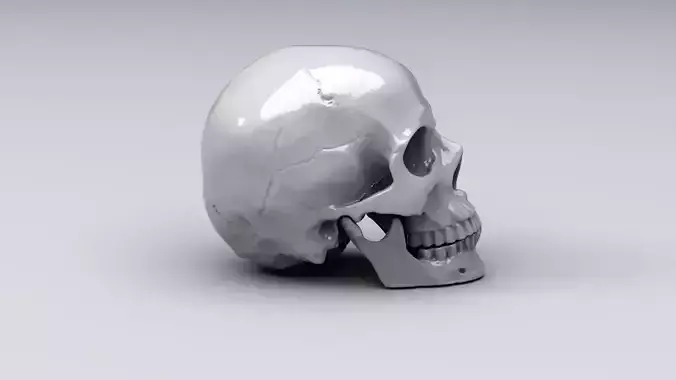 Realistic Skull human 3D print model