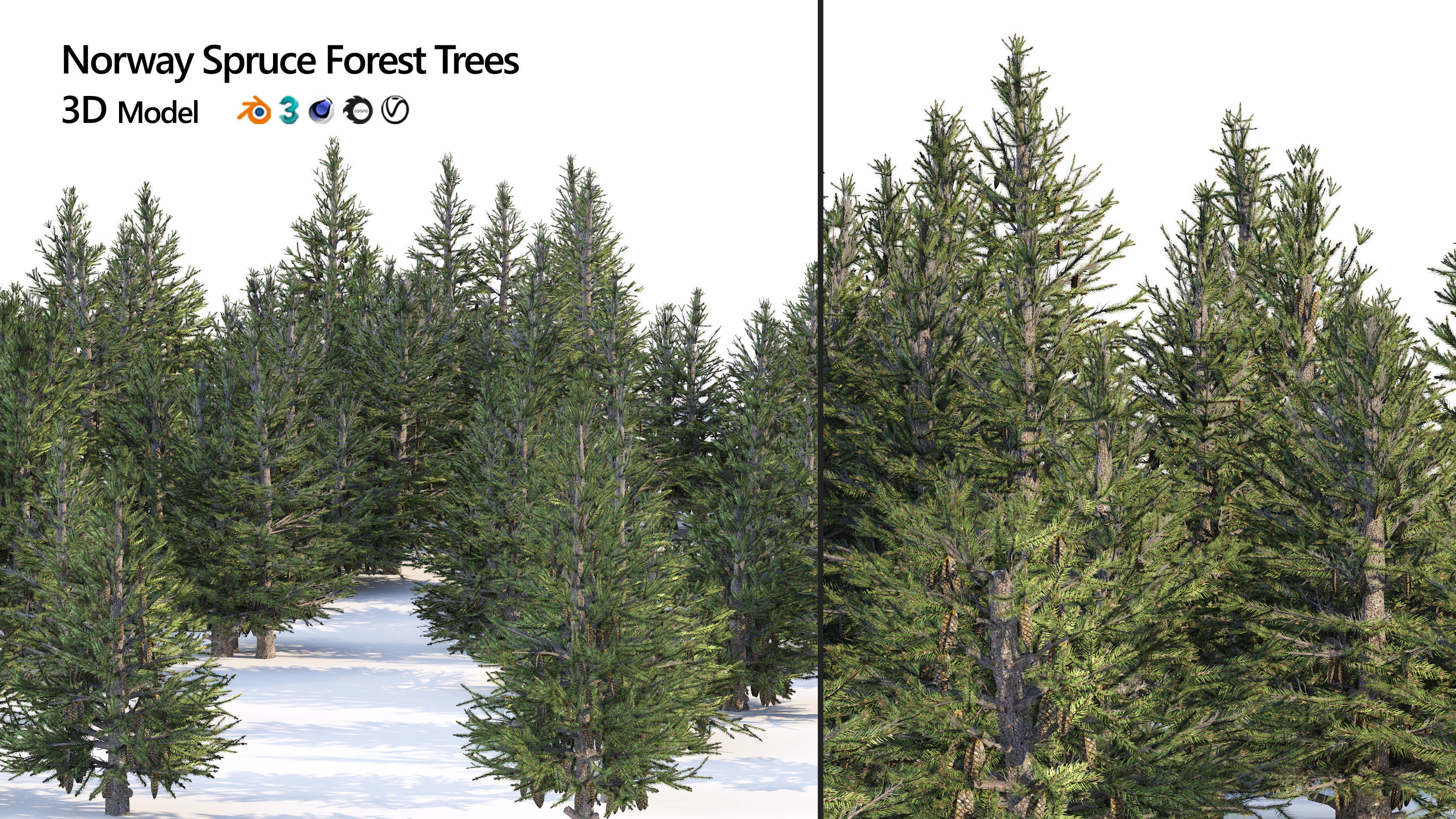 Norway spruce forest trees Low-poly 3D model_2