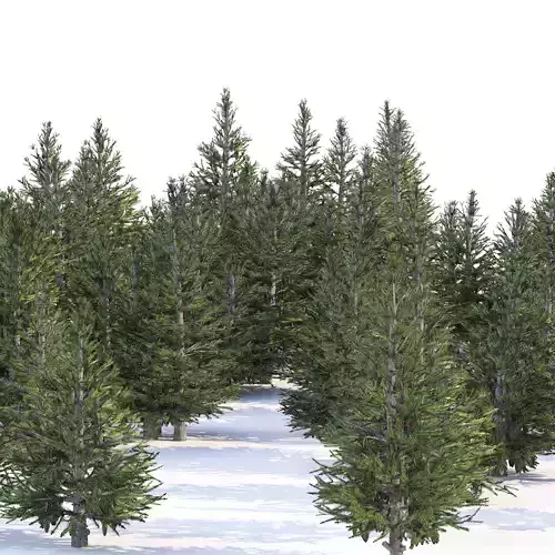 Norway spruce forest trees Low-poly 3D model